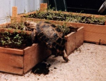 Sköldpaddan Carl-Johan fick sina 15 minuter i rampljuset när han hamnade i tidningen FOLKET 1983