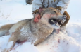 Ingen rädder för vargen här – Nu pågår Sveriges största vargjakt i modern tid